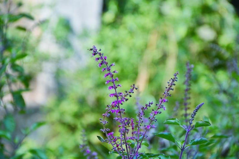 Basil Herb